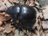 Trypocopris sp.